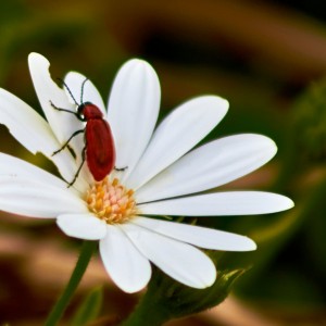 Red in white