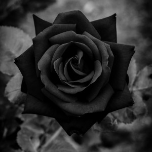 la belleza no entiende de colores