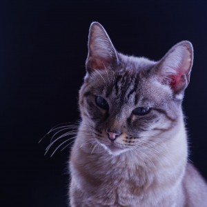gato