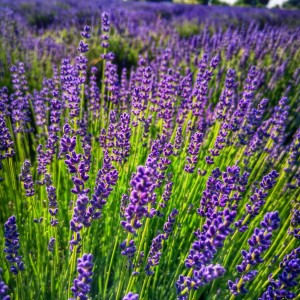 Levandula