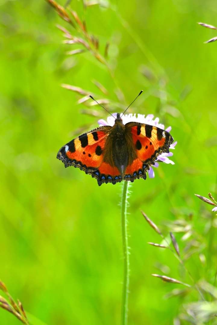 FB_IMG_1625077263288