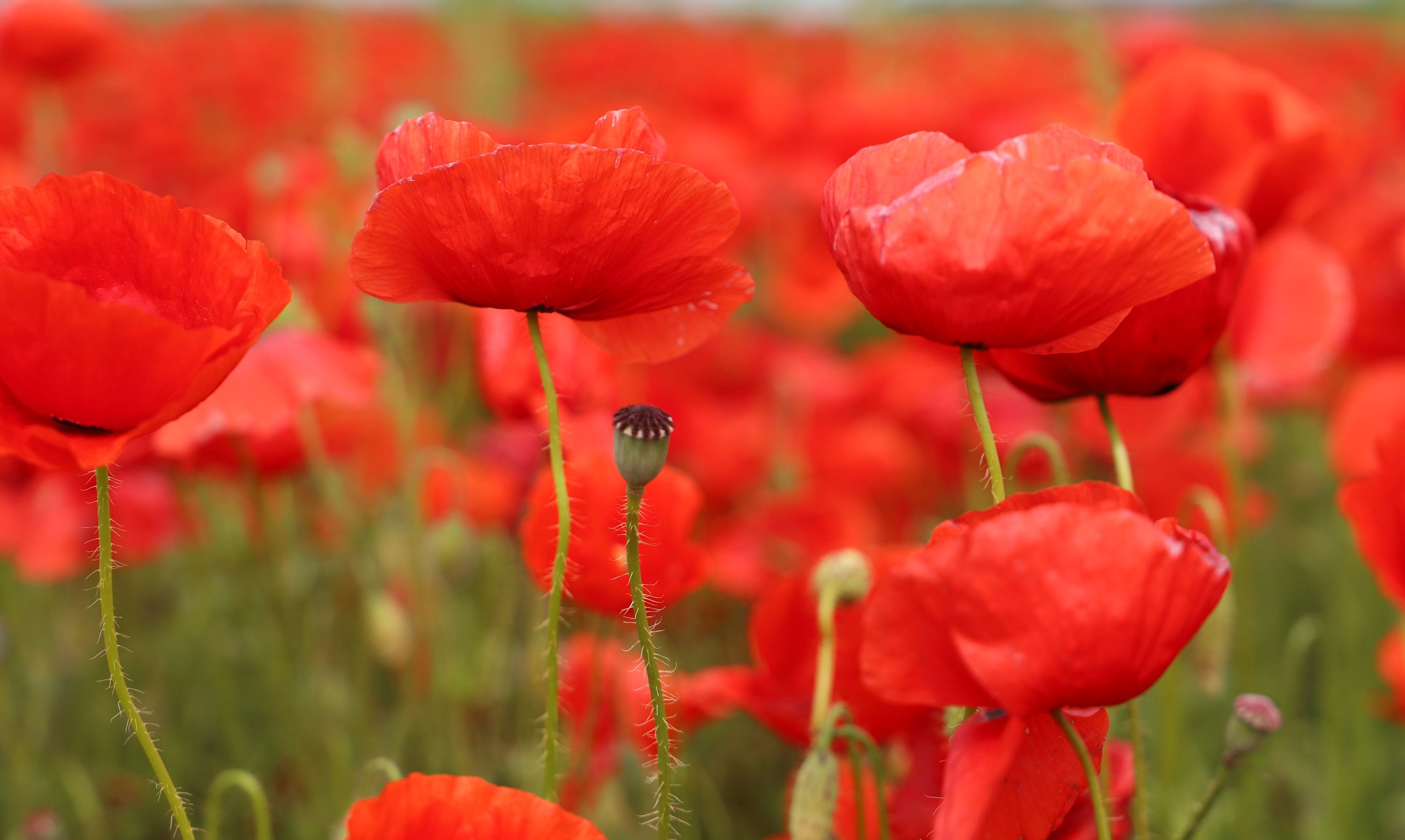 Poppies