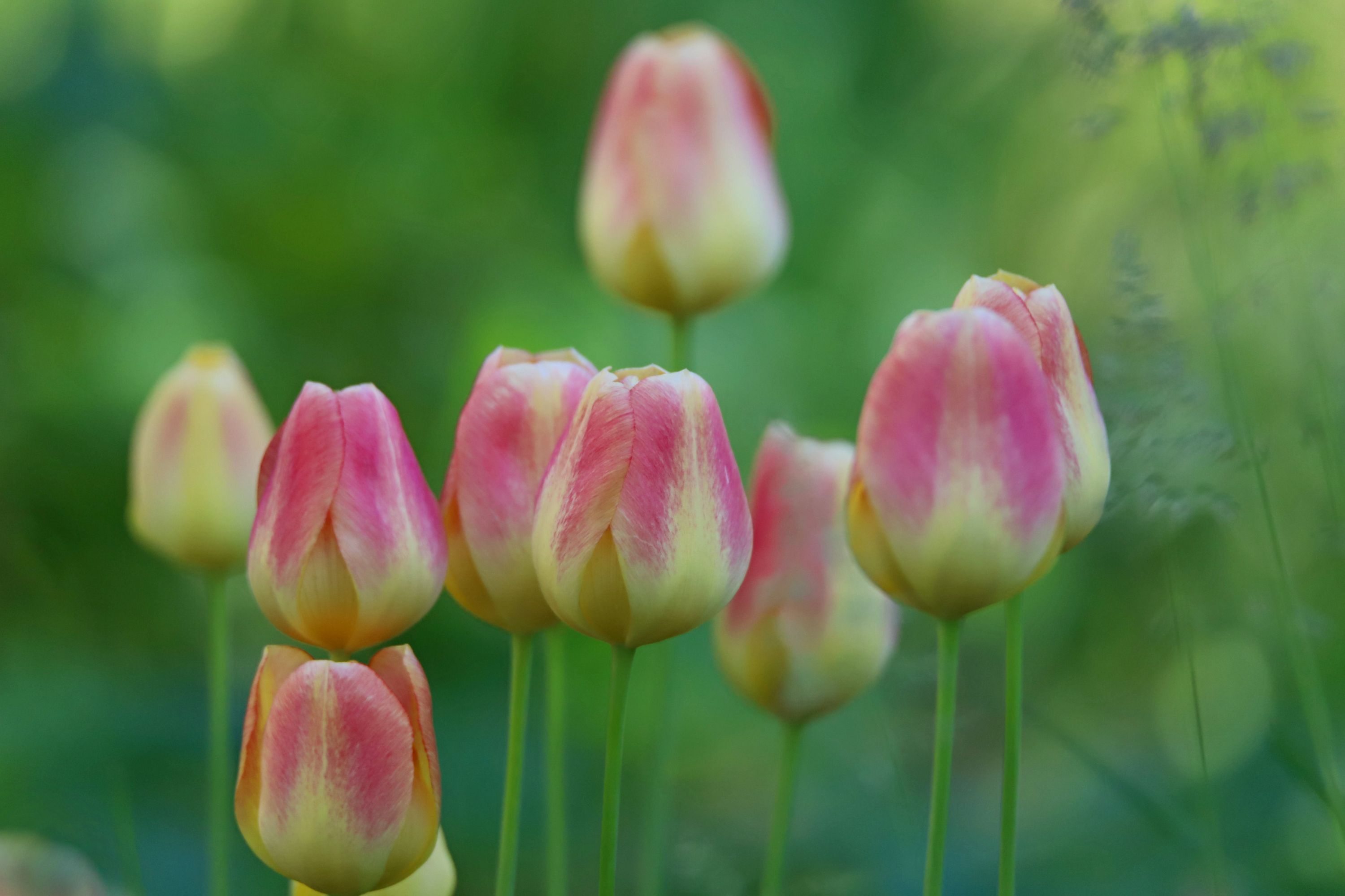 Tulips