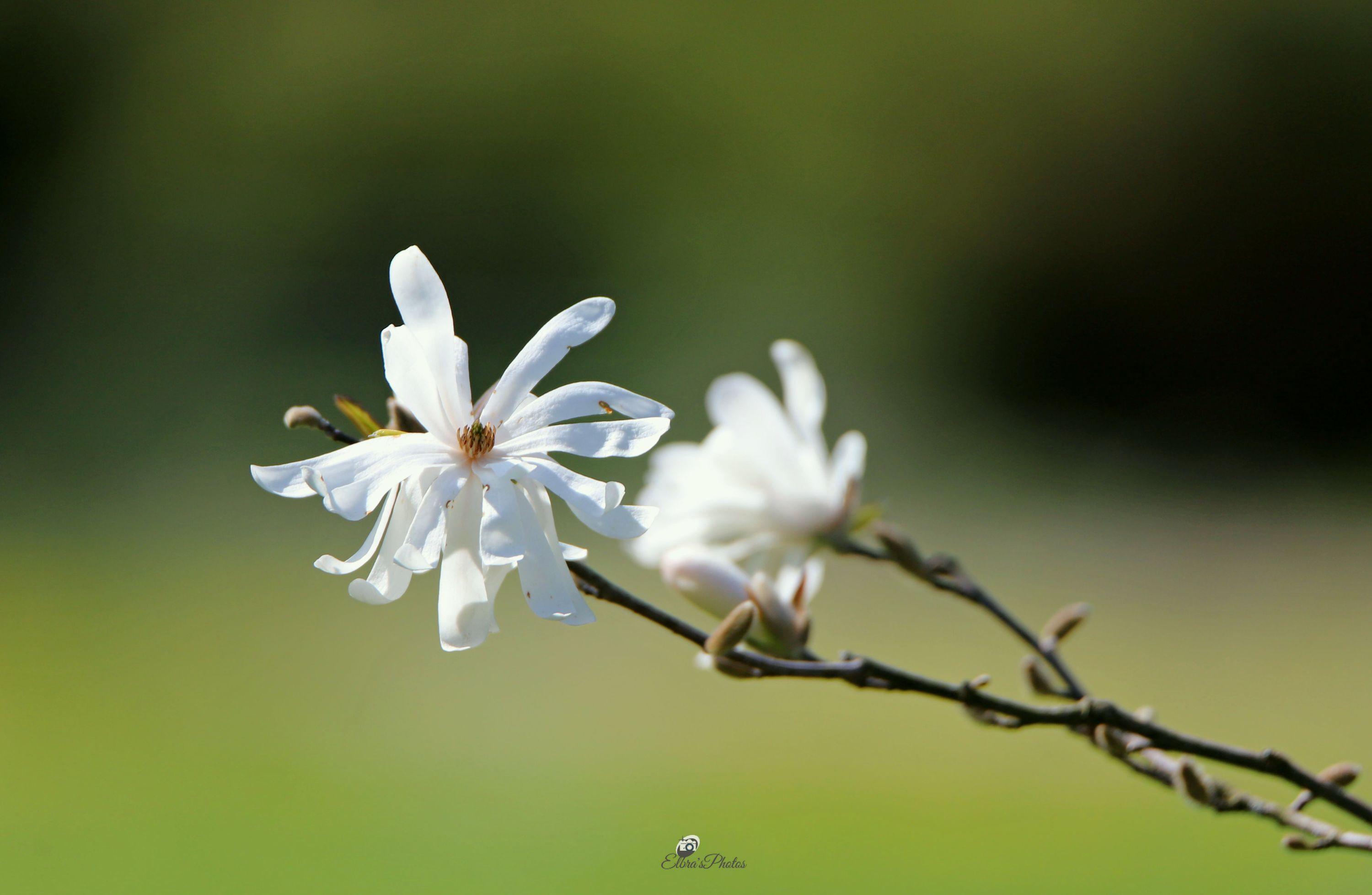 magnolie