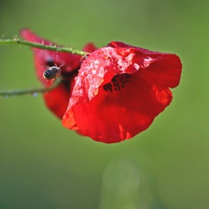 Poppies