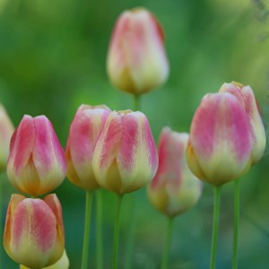 Tulips