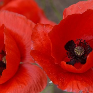 Poppies