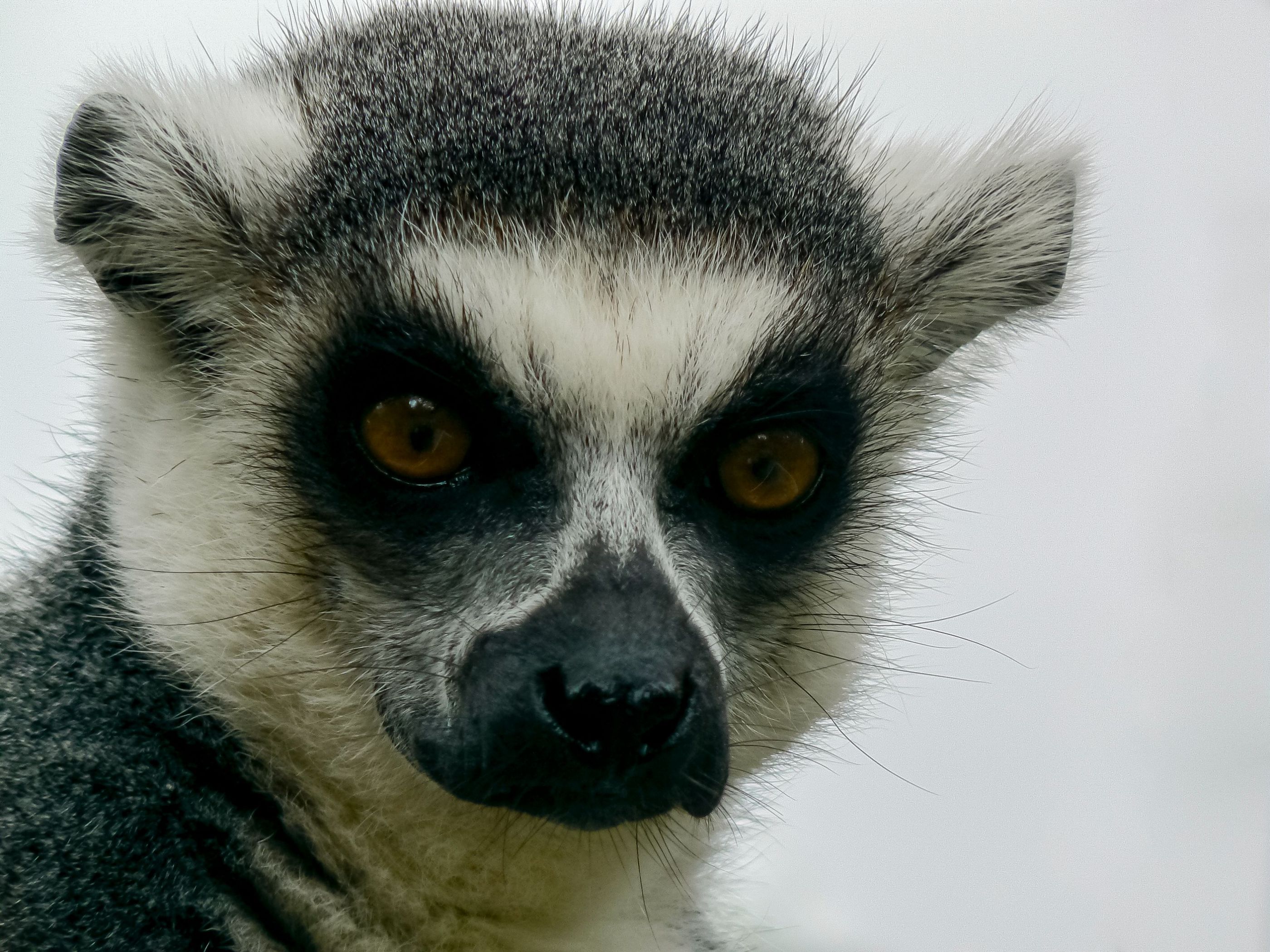 Lemur Catta