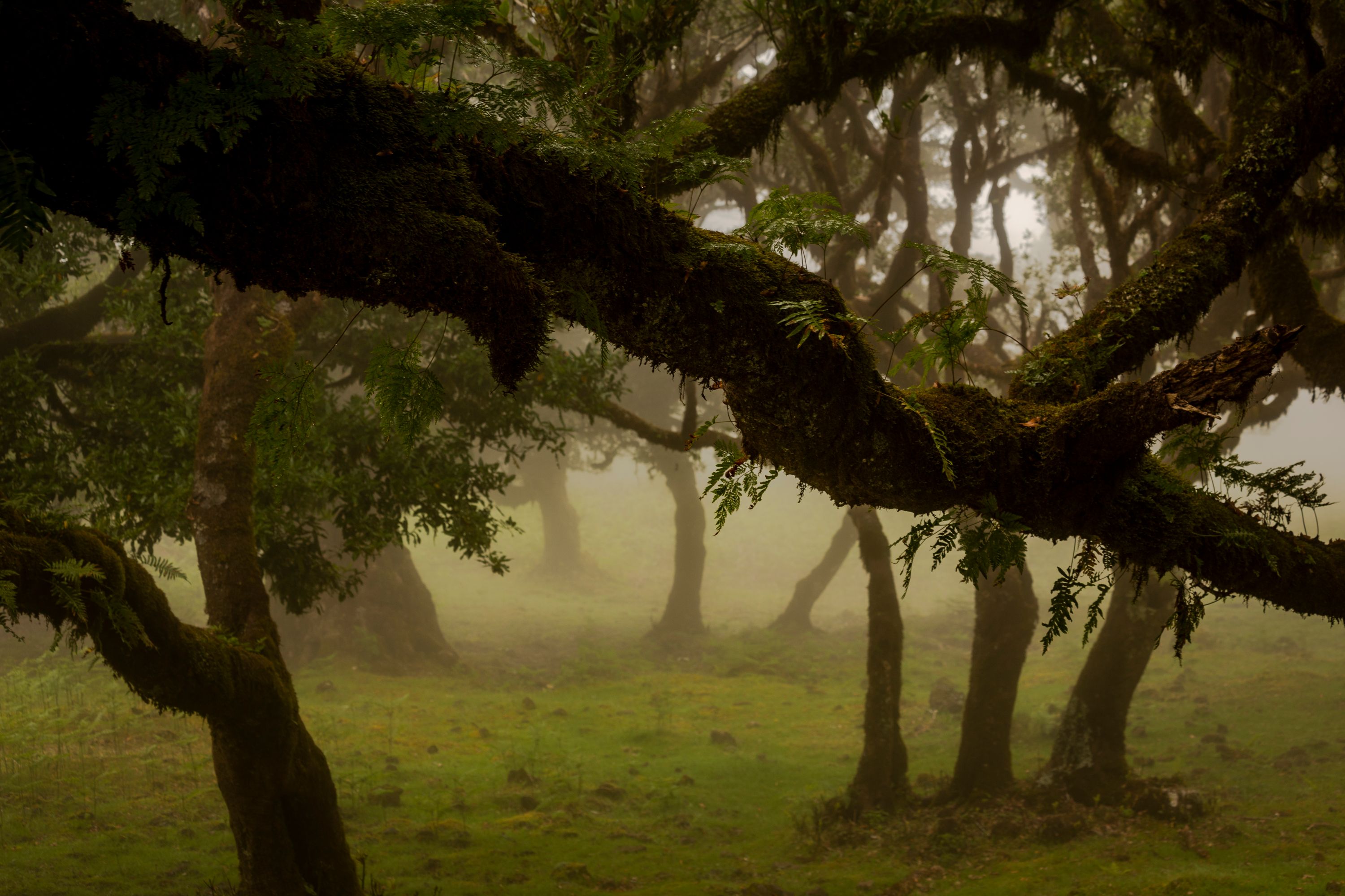 Madeira... Fanal