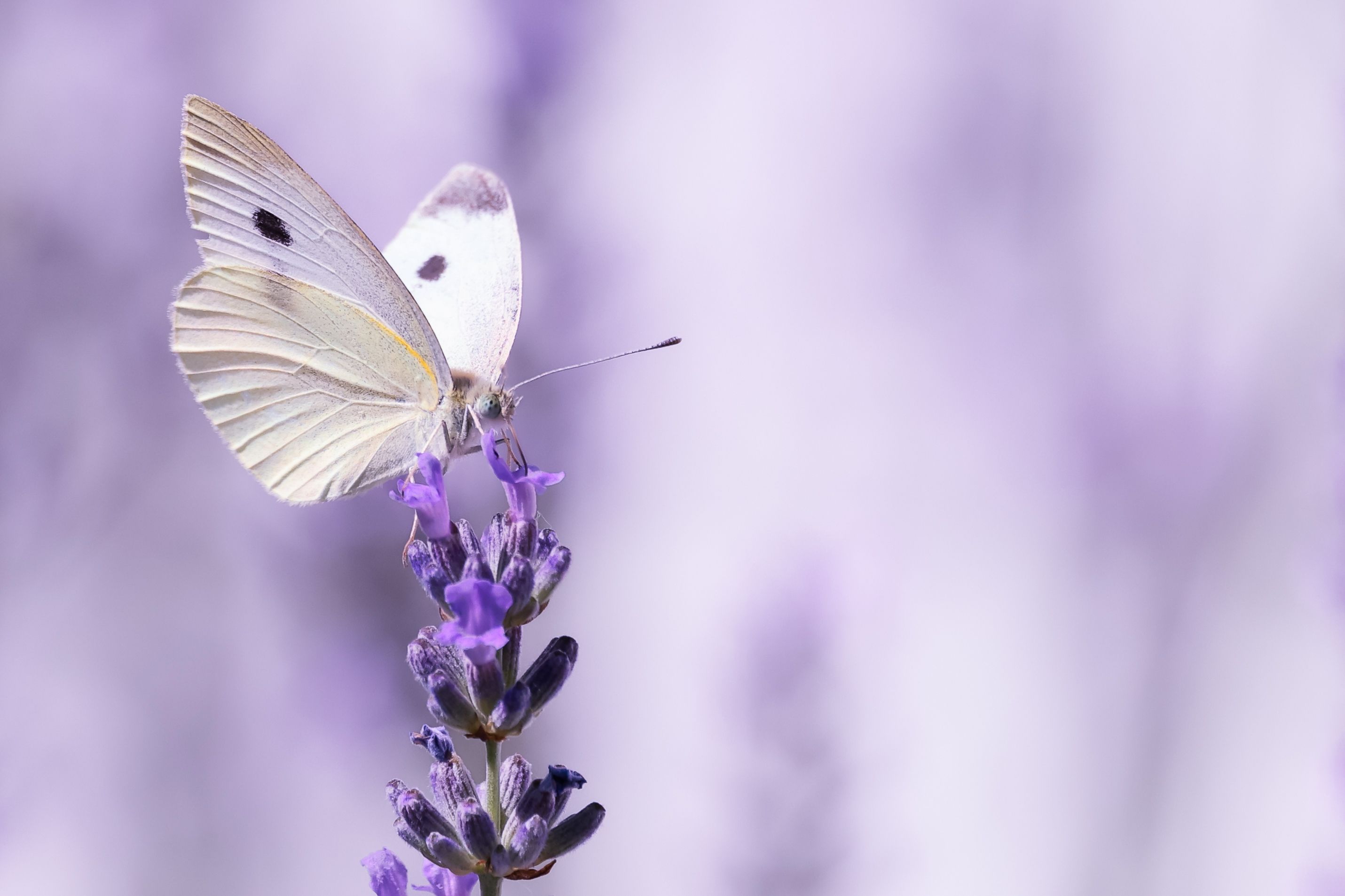 Mlynárik repový (Pieris rapae)