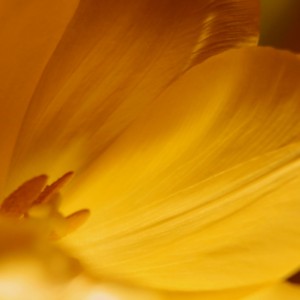 Tulipán