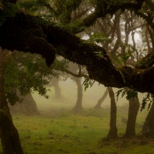 Madeira... Fanal