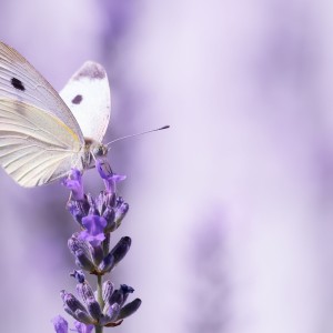 Mlynárik repový (Pieris rapae)