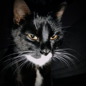 inbound3096932686531163813