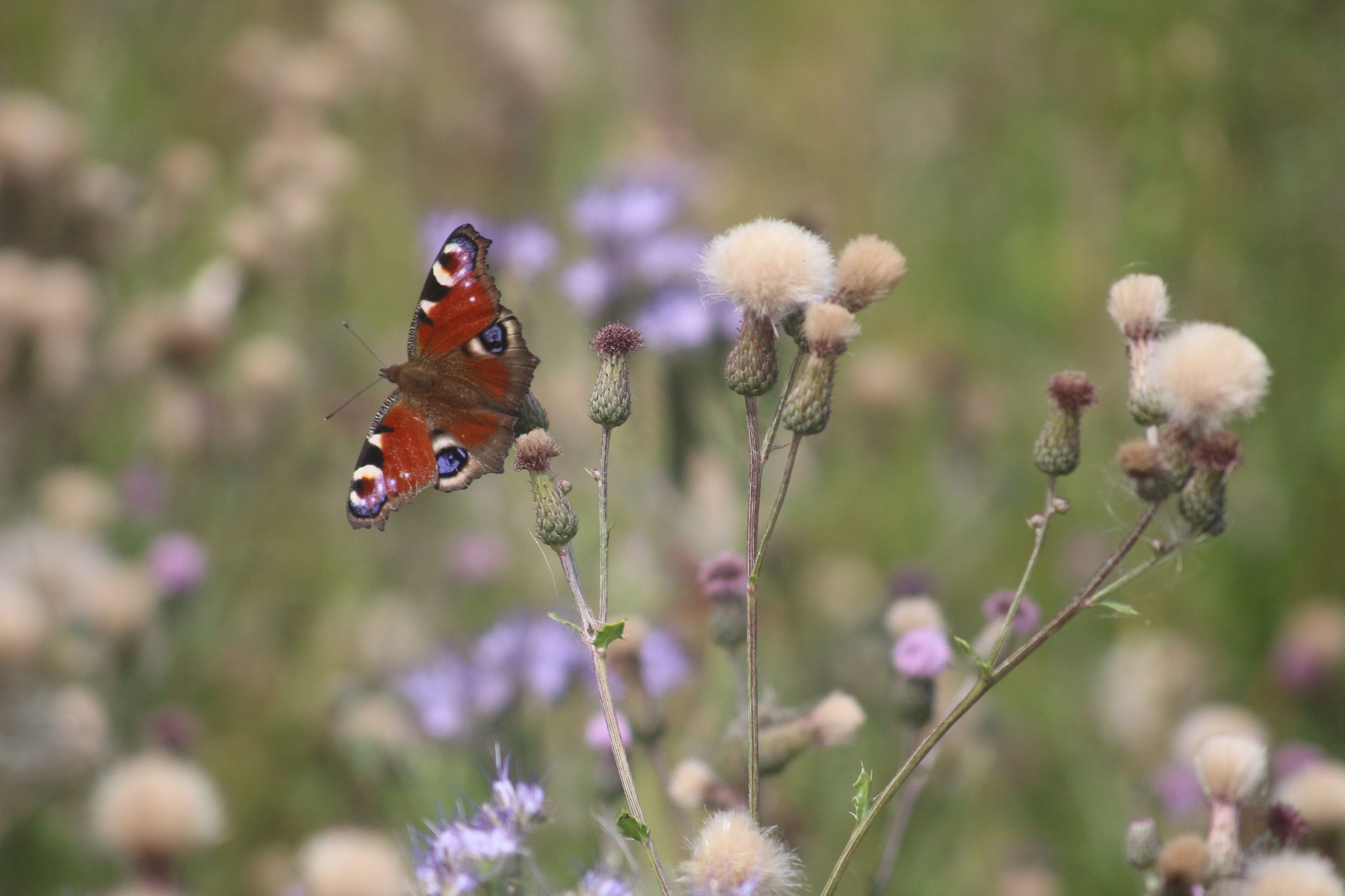 Schmetterling auf dem Feld