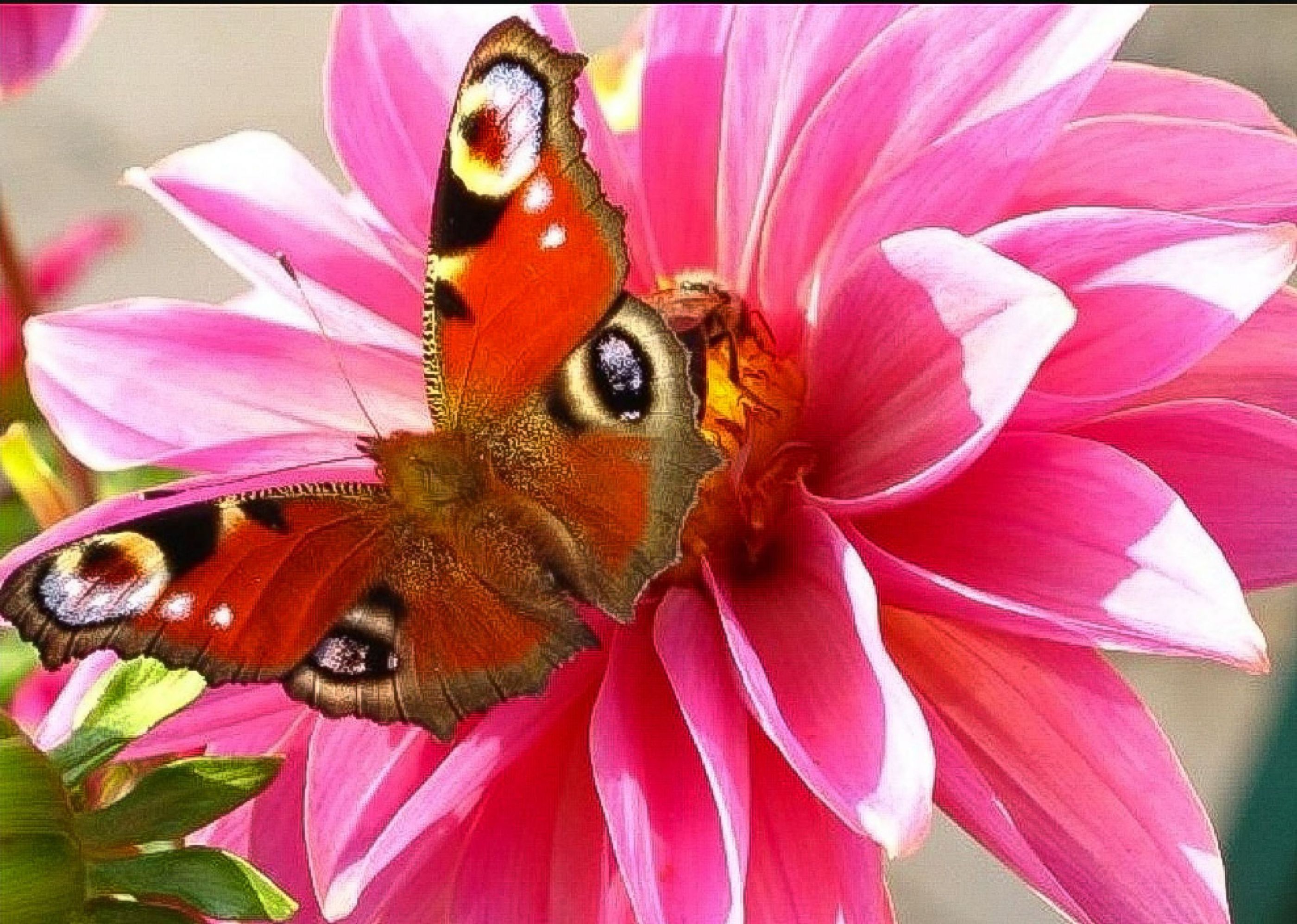 Motyl