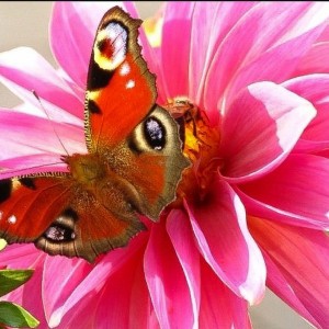 Motyl