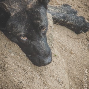 Animais de rua - olhar sobre amanhã