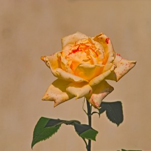 Róża