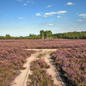 wrzosowiska-klominskie biabelskie-pustacie rezerwat-przyrody