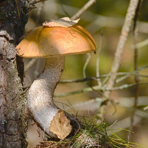 Leccinum versipelle