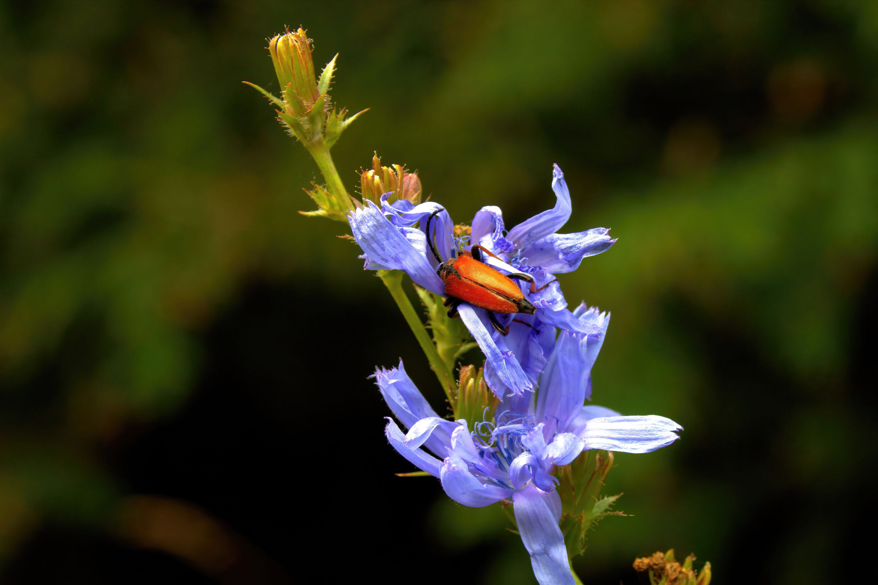 Breakfast on the flower