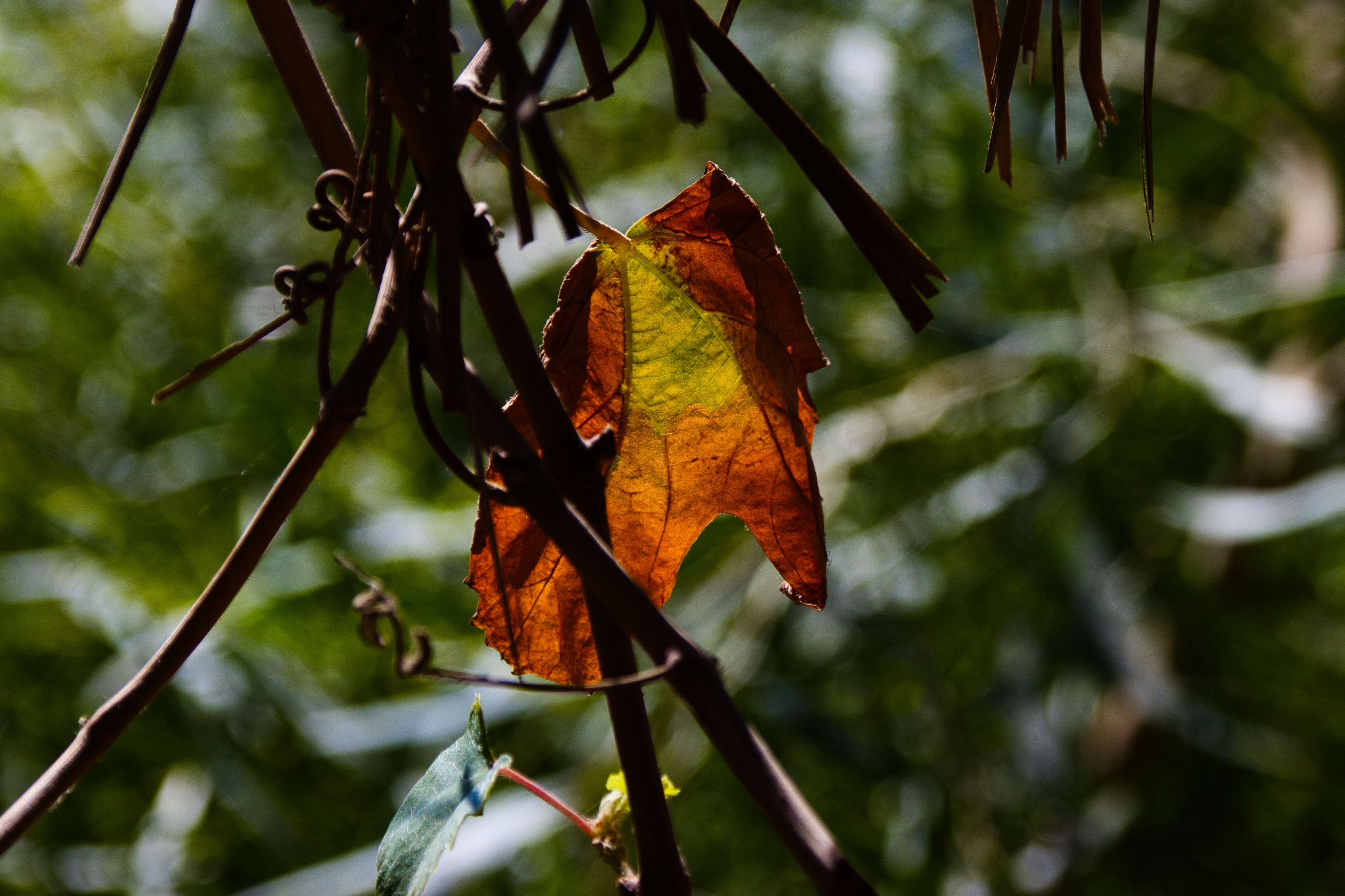 First step of the autumn.