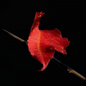 Withered in red