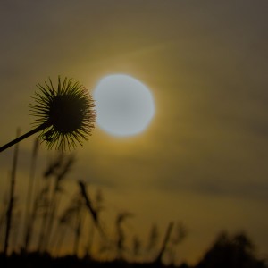 Sunset with one viewer