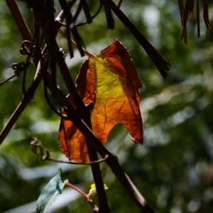 First step of the autumn.
