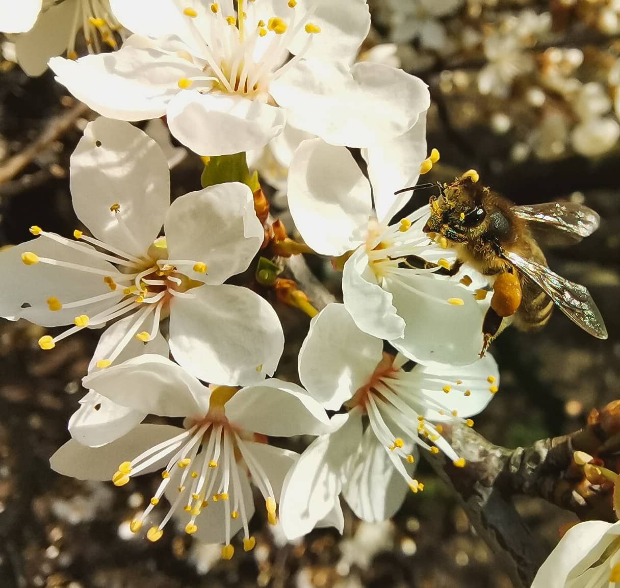 IMG_20210422_152539_971