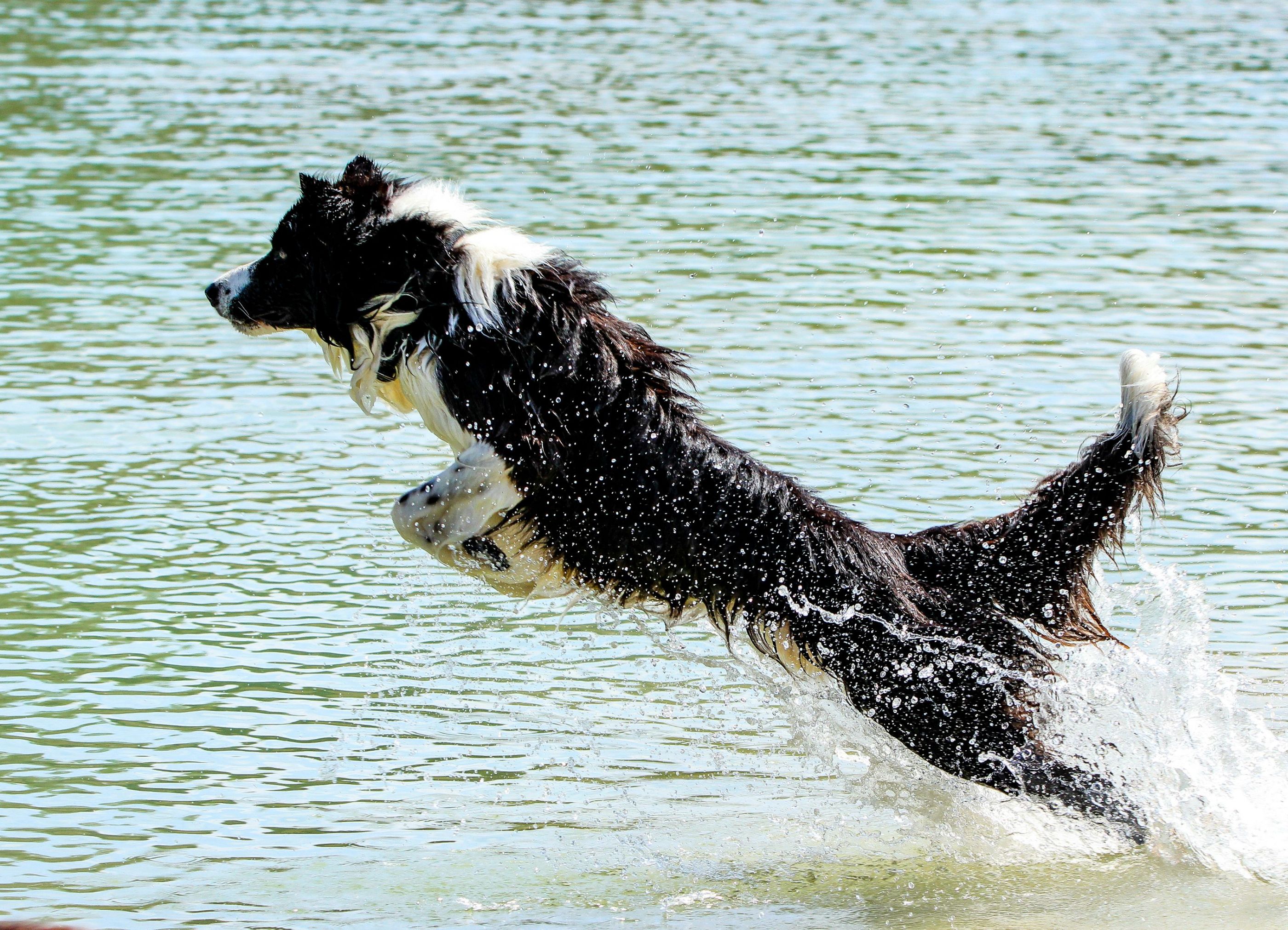 Jump into the water