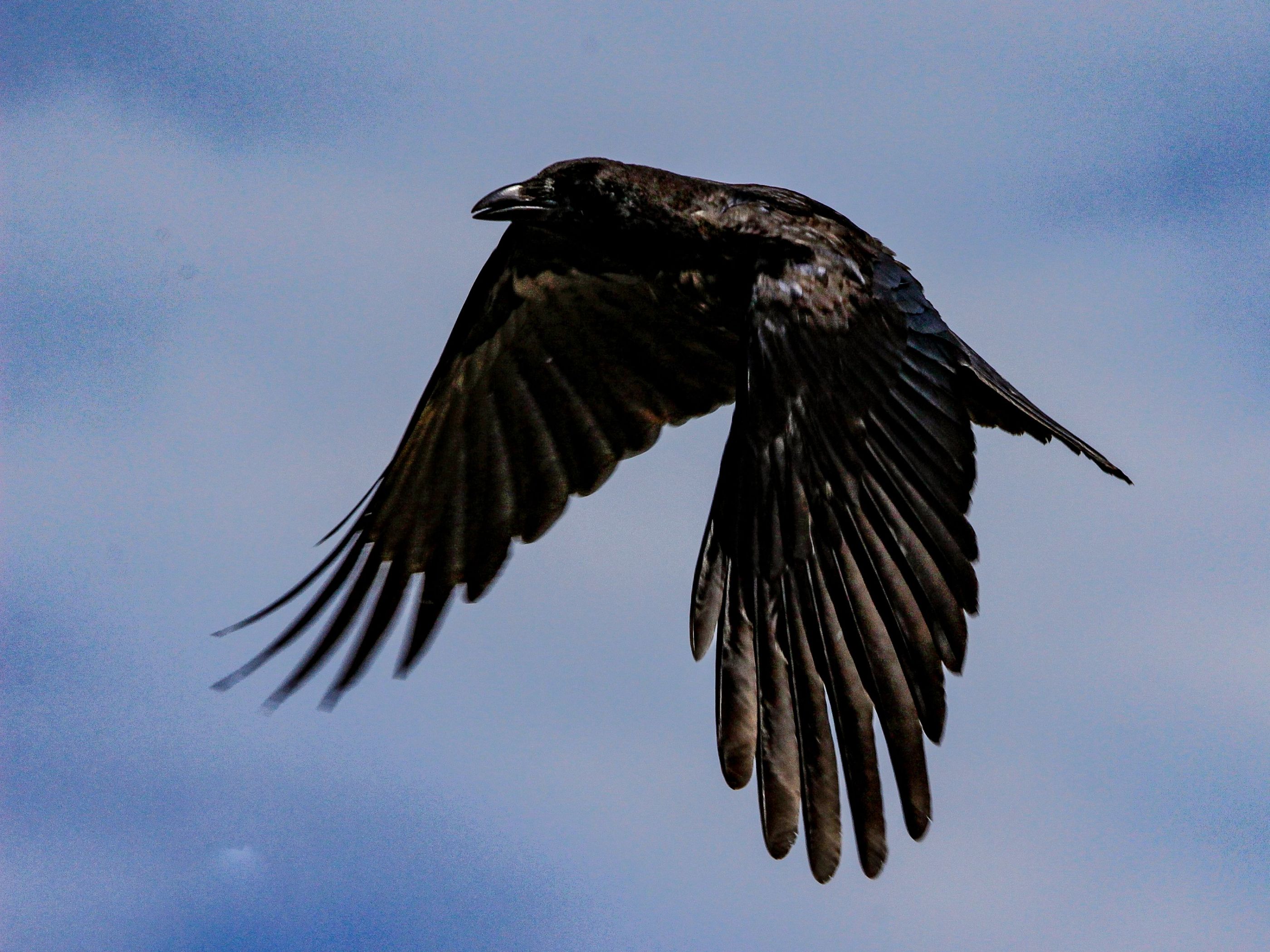 Krähe im Flug