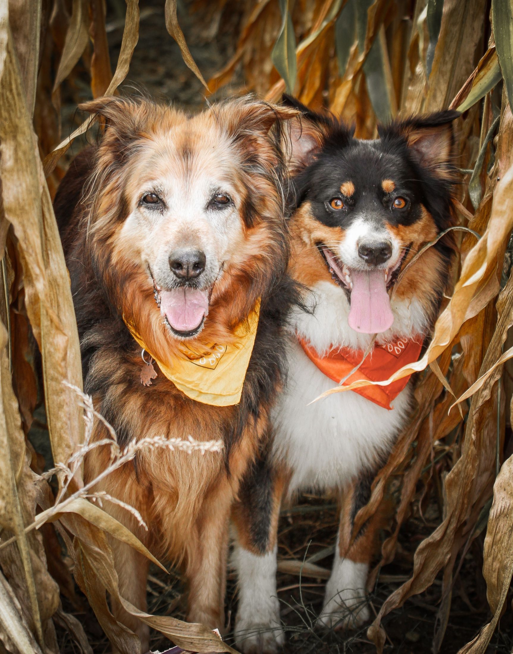 Bonita and Beleza in the cornfield