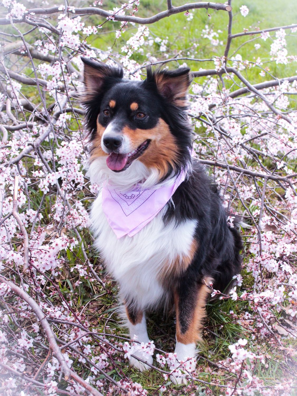 Beleza in the Cherryblossoms