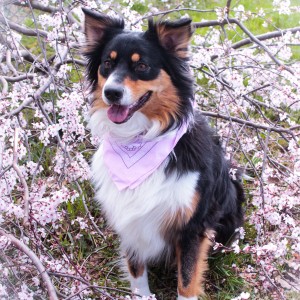 Beleza in the Cherryblossoms