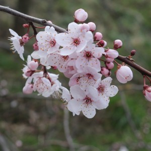 Cherryblossom