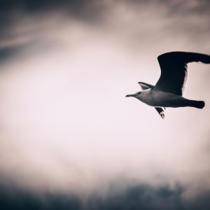 _DSC0026