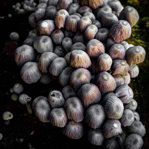 Hongos