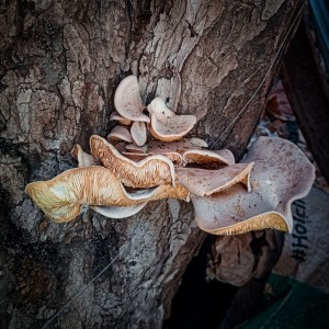 Hongos en árbol