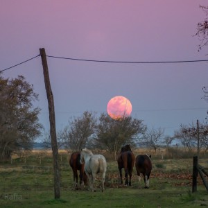 Pampa Argentina