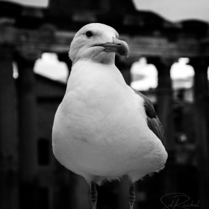 Gaviotas sin Mar