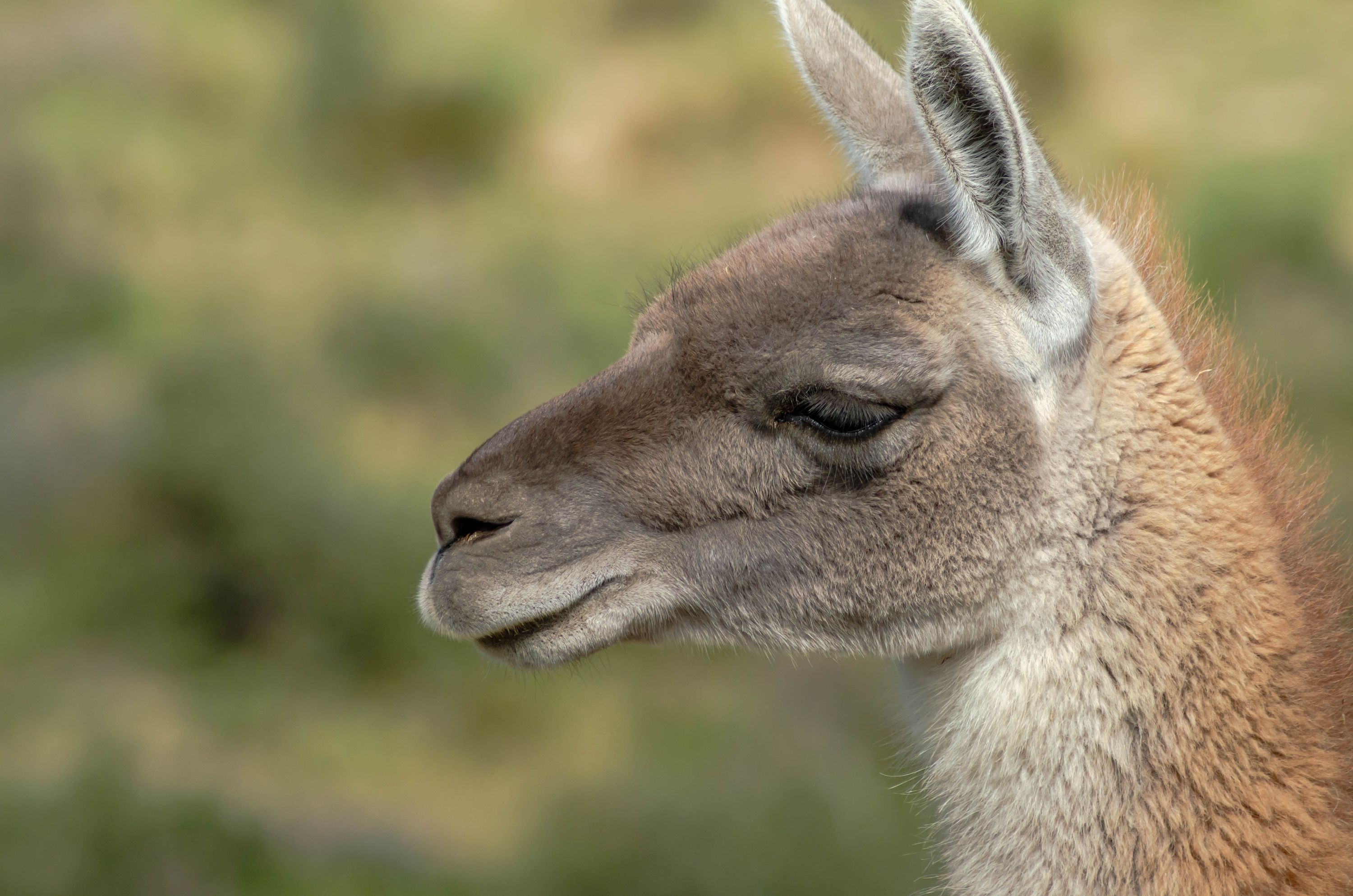 Guanaco