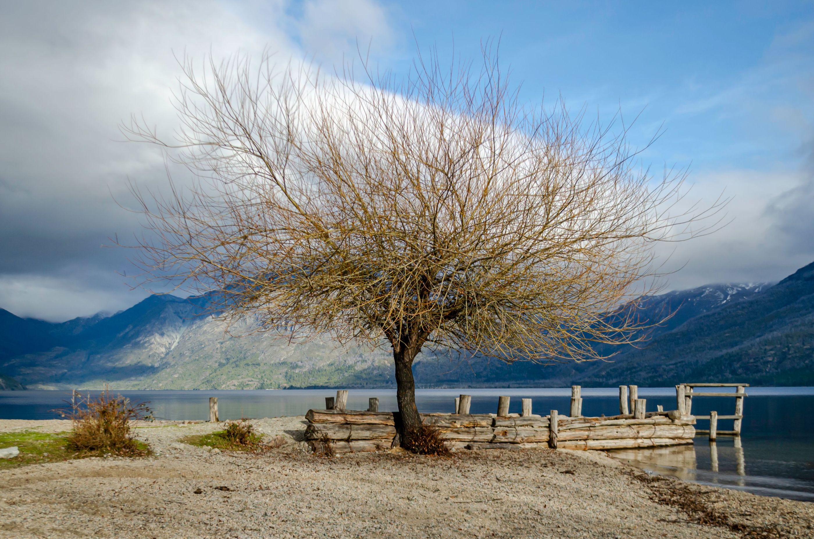 Árbol en el lago