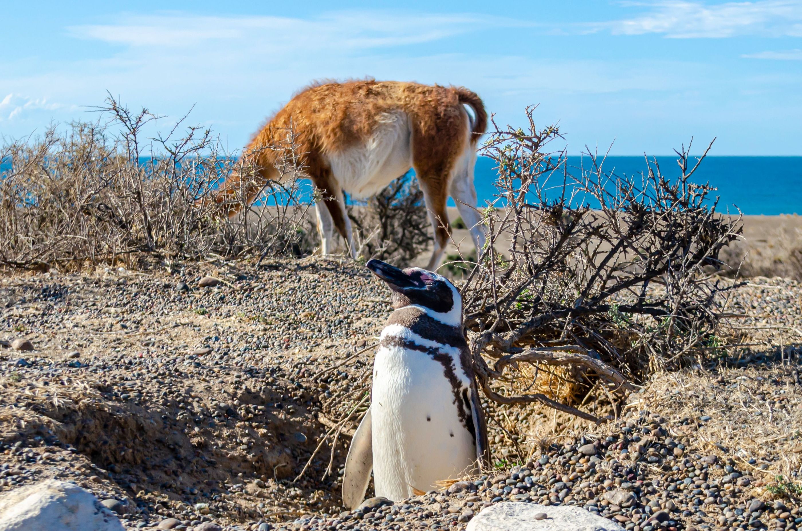 Pingüino y guanaco