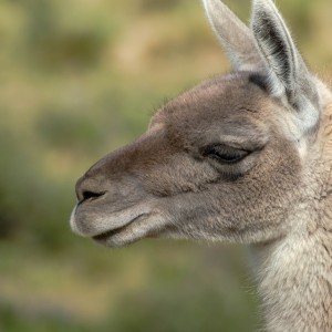 Guanaco