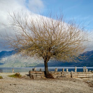 Árbol en el lago