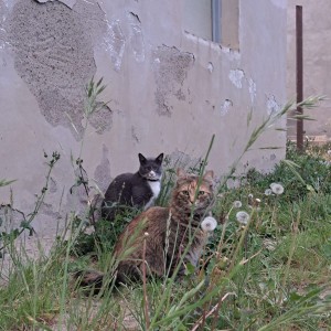 Rebe y boti