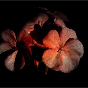 flor1