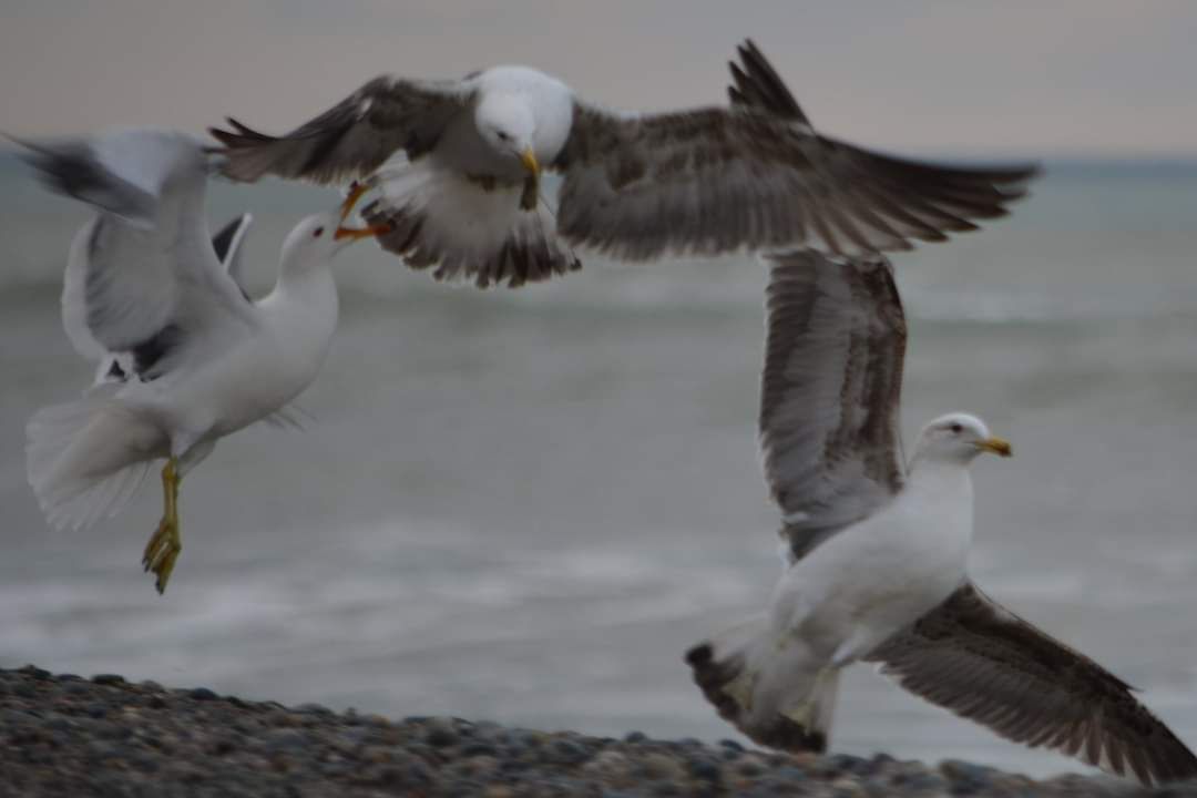 FB_IMG_1627077041218